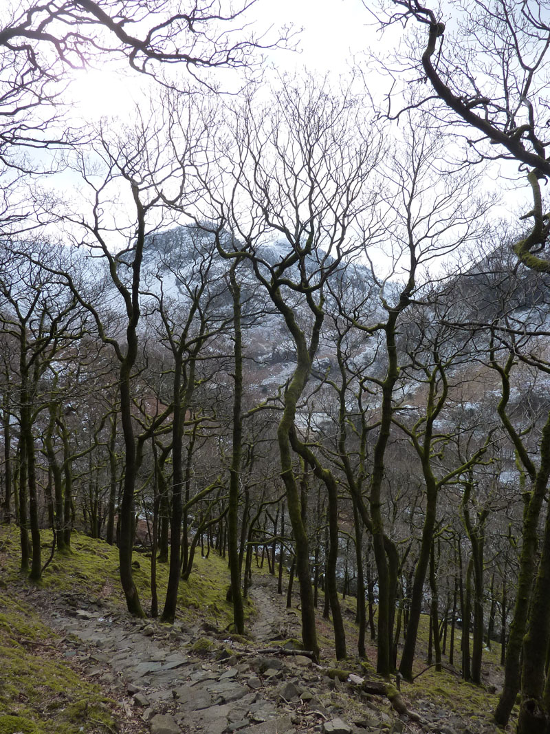 Rosthwaite Woods